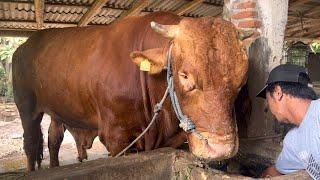 Resep Pakan Sapi Jumbo dari kandang sederhana tapi terbukti sukses ‼️