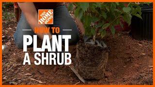 How To Plant a Shrub | The Home Depot