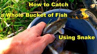 How to Catch a Whole Bucket of Fish Using snake