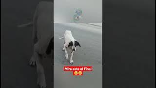 Me habian estafado personas, pero nunca un perro #viral #viralshorts #viralvideo #video #feedshorts