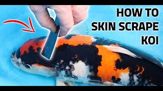 HOW TO SKIN SCRAPE KOI - How to scrape, use a microscope, identify parasites and more