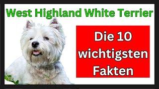 West Highland White Terrier  Die 10 wichtigsten Fakten dieser Hunderasse