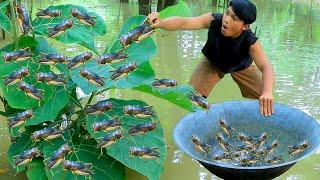 Catch big cricket in flooded trees | Cook cricket and eat with salad