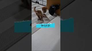 난생 처음 옷 입기 #강아지 #반려견 #시바견 #shiba