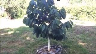 Fastest Growing Pawpaw Tree... Thanks Edible Landscaping ( Asimina Triloba )