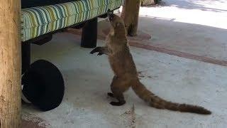 Coati steals fries from poolside vacationer