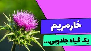 خواص گل خار مریم چیست و چه اثراتی بر سلامت کبد دارد؟