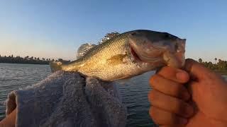 Bass Fishing -Quick BITE after work- Sierra Slammer Swimbait