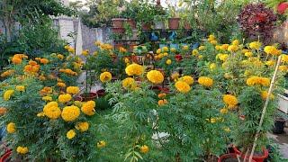 My winter garden overview in November month ||full bloom on my marigold 