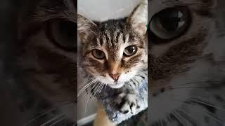 #кошка #кот #сибирский #простой #полосатый