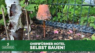 Ohrwürmer Hotel selbst bauen! So baust Du einen Unterschlupf für Ohrenkneifer in Deinem Garten!