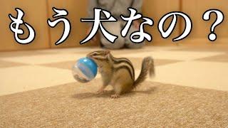 【シマリス】投げたボールを持って帰ってくる我が家のリスはもう犬なのかもしれない、、、