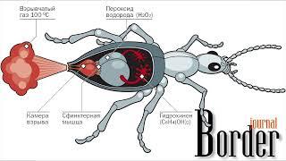 Эволюция жука бомбардира