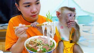 Monkey Pupu tries to eat Pho, Traditional Vietnamese dish