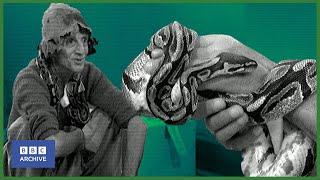 1960: SNAKE expert SHOWCASES SKILLS | Tonight | Classic TV Interview | BBC Archive