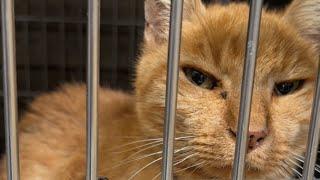 Elderly shelter cat had weeks to live. So this woman adopted him.