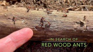 In Search Of Red Wood Ants