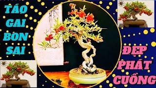 Phát cuồng với những cây BonSai táo gai đủ các dáng thế rất đặc biệt