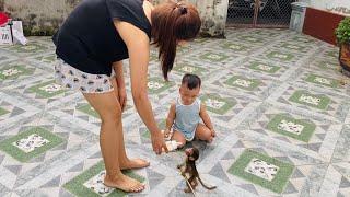 The pika monkey learning to walk on two legs is extremely excited when carrying its little owner