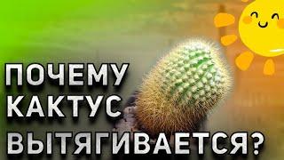 Почему вытягивается кактус? Уход за кактусами. Кактусы и суккуленты.