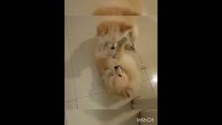 happy dogs (pomeranian)