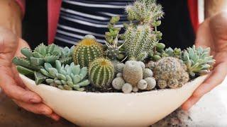 Cacti and Succulents Arrangement | First experience