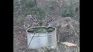 Two white tail young bucks at water tank July 11 2024