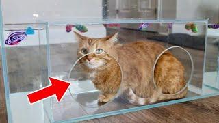 I Got My Cat a Walk In Aquarium