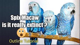 spix macaw | painting rarest macaws in the world | simple techie artist