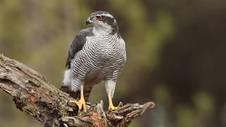 Northern goshawk, Accipiter gentilis