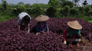 Pangan, Petani dan Pandemi