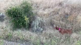 Vizsla Points Quail - Pro Bird Dog