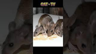 CAT -TV  - Mouse Sounds for Cats #Shorts #CatTV #MouseSounds