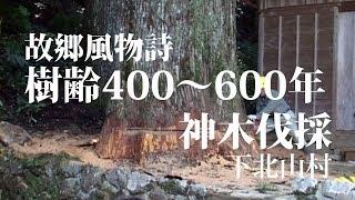 故郷風物詩・樹齢400～600年神木伐採 Big tree felling of 600 year old Japan cedar