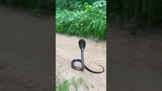 Back to wild #cobra #youtubeshorts