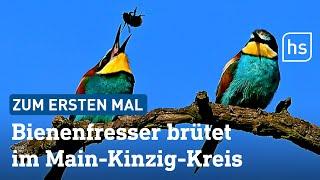 Bienenfresser erstmals im Main-Kinzig-Kreis gesichtet | hessenschau