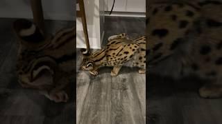 Serval Eats Chicken #serval #cat #servals #shorts