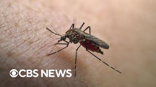 Dengue fever detected across new regions, CDC warns its on the rise around the world