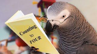 Talking Parrot Learning to Count