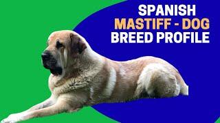 Spanish Mastiff - Dog Breed Profile