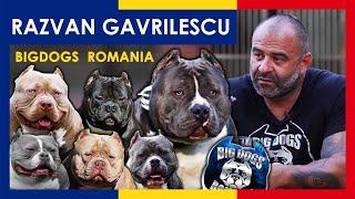 1 Million Dollars Kennel | The Best American Bully Kennel | Big Dogs Romania | ep.7