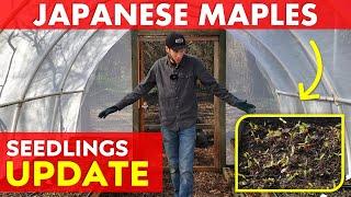 My Japanese Maple Tree Seeds are SPROUTING | Greenhouse Update