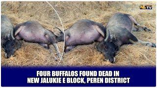 FOUR BUFFALOS FOUND DEAD IN NEW JALUKIE E BLOCK, PEREN DISTRICT