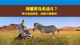 斑马（zebra）究竟是什么马？我们能骑着斑马去战斗吗？（非洲斑马的全面介绍） Riding a zebra to fight?  That is impossible!