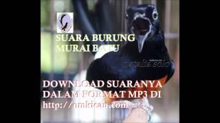 Suara burung murai batu omkicau.com - Download format MP3