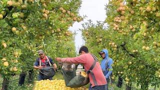 ES INCREIBLE que el patron decidiera cosechar esta manzana para el jugo