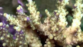 Robertus Reef -  corals from above
