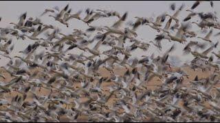 THOUSANDS of Snow Geese (Wildlife Migration)