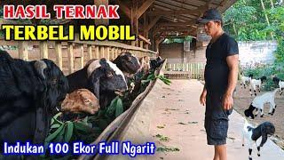 SUKSES ‼️  BREEDING KAMBING PAKAN FULL GRATIS