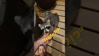 #raccoon #animals #wildlife #pets